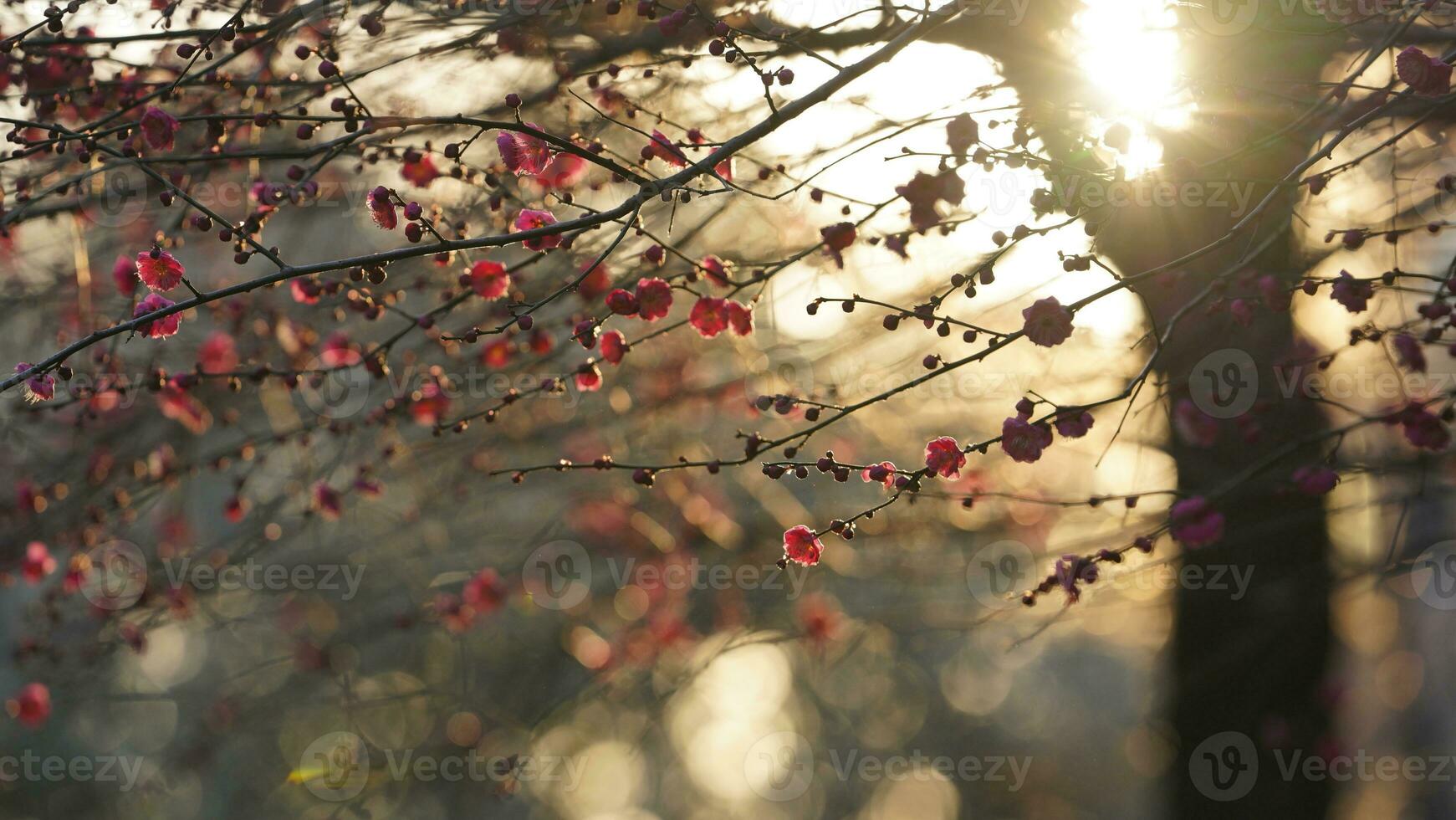 The beautiful flowers blooming in the garden in spring with the warm sunlight photo