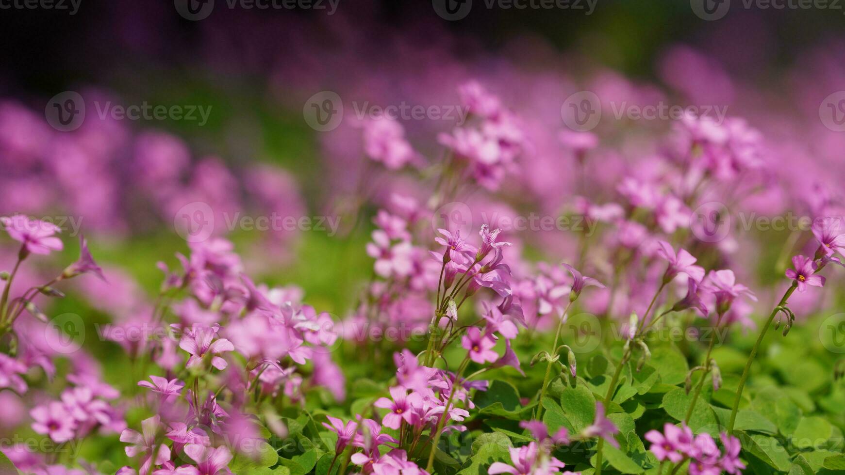 The beautiful flowers blooming in the garden in spring with the warm sunlight photo