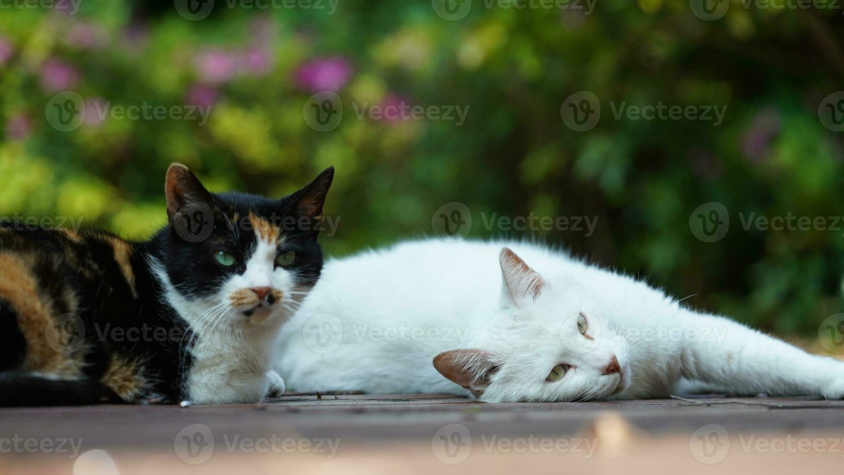 One cute cat having a rest in the yard photo