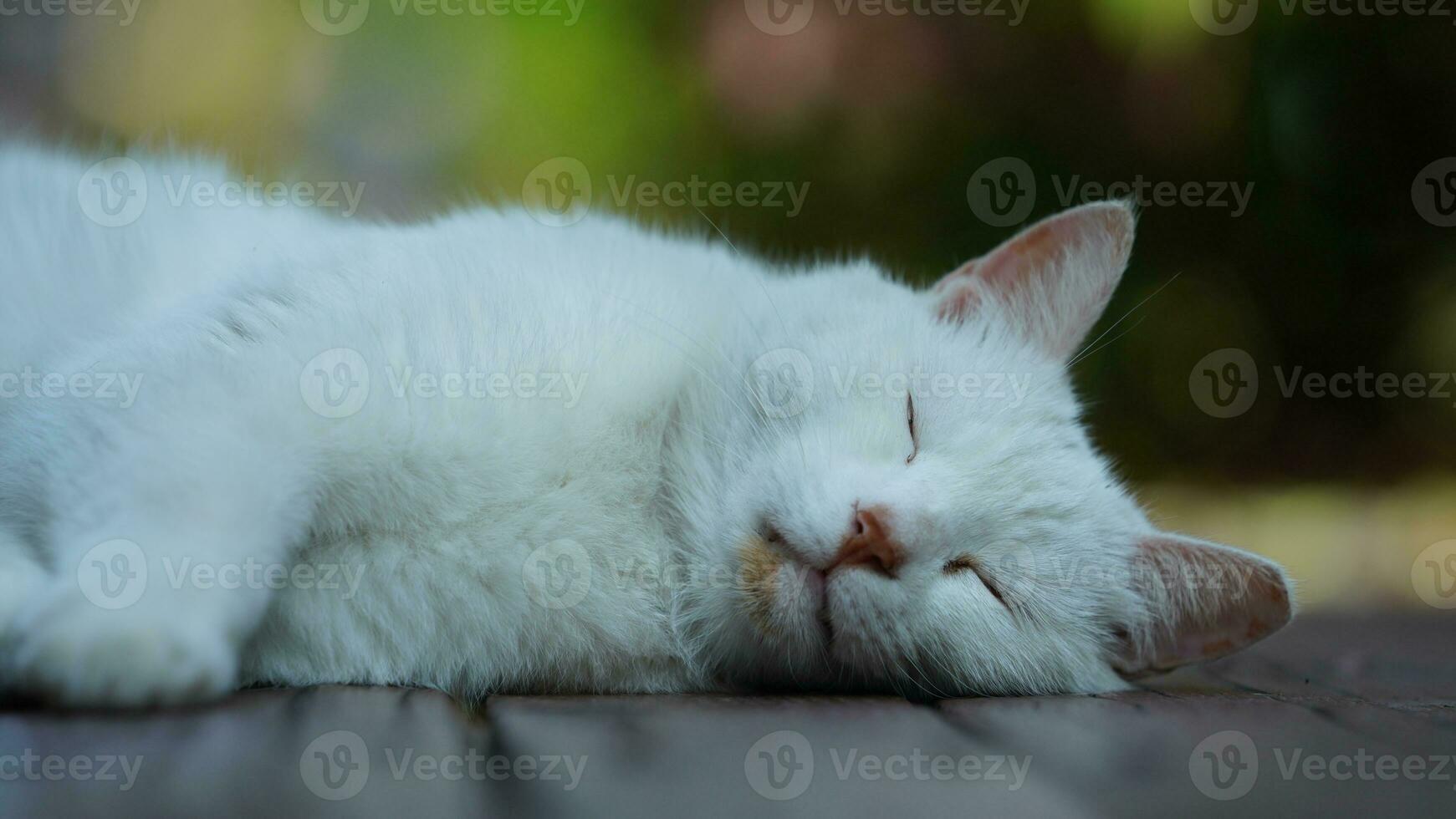 One cute cat having a rest in the yard photo