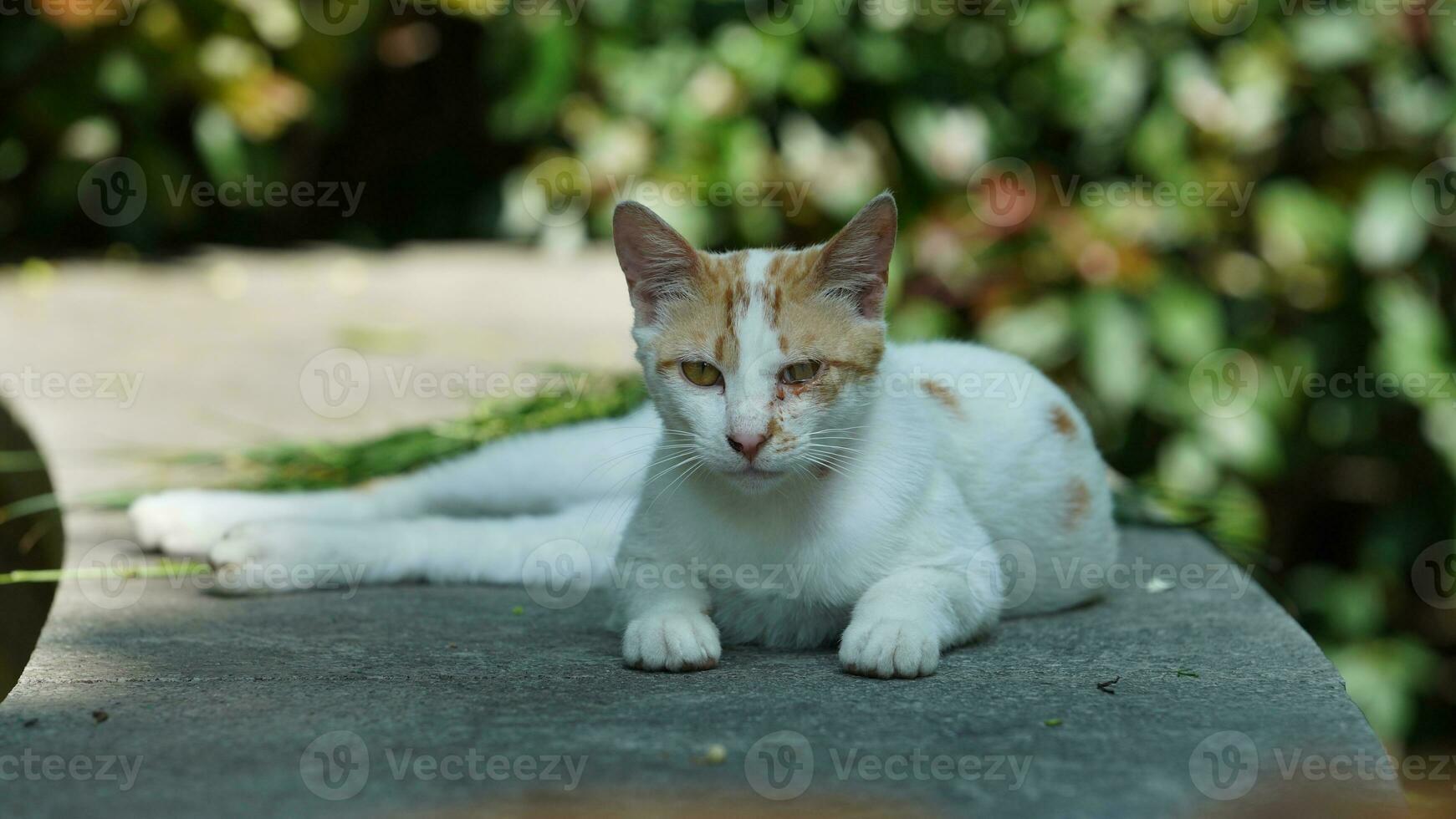 One cute cat having a rest in the yard photo