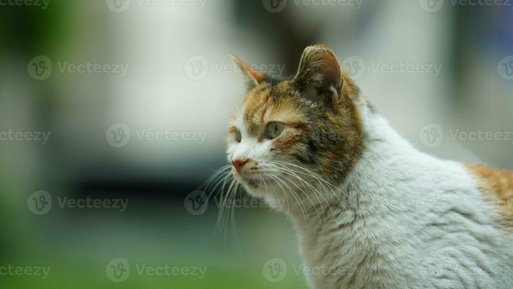 One adorable wild cat sitting in the garden for resting photo