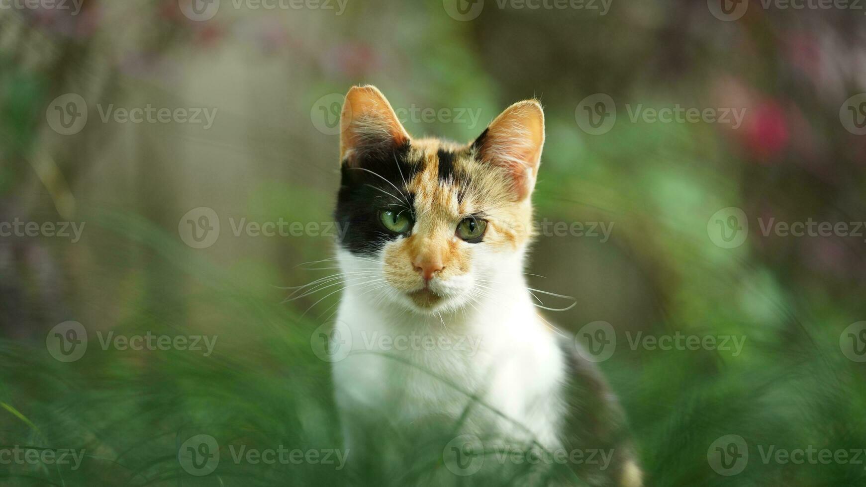 The cute little cat playing in the yard photo