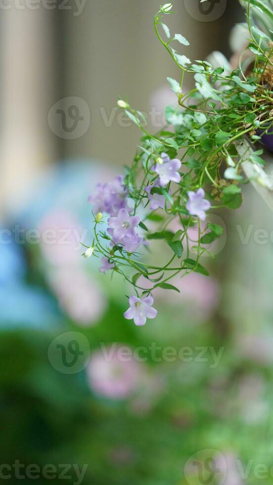 The beautiful flowers blooming in the garden in spring with the warm sunlight photo
