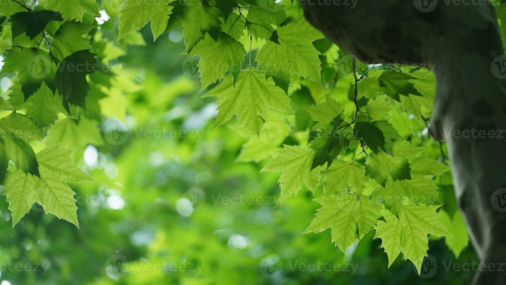 The fresh new leaves full of the trees in spring photo