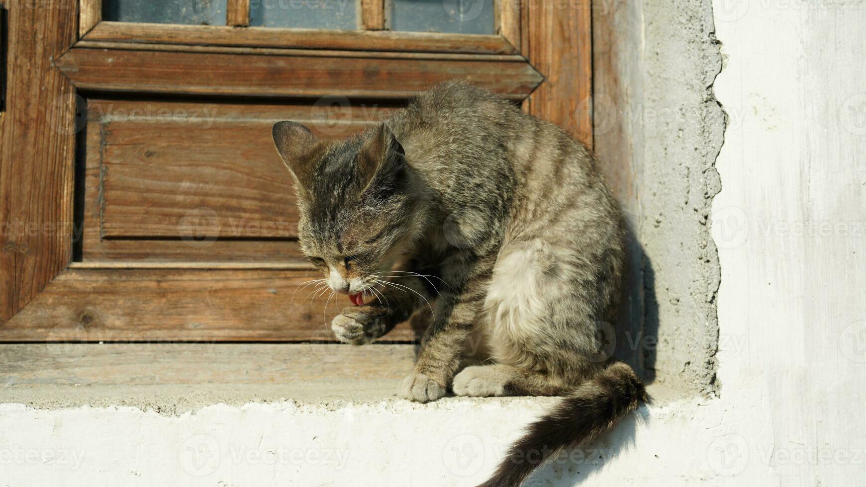 One adorable wild cat sitting on the deck of the window for resting photo