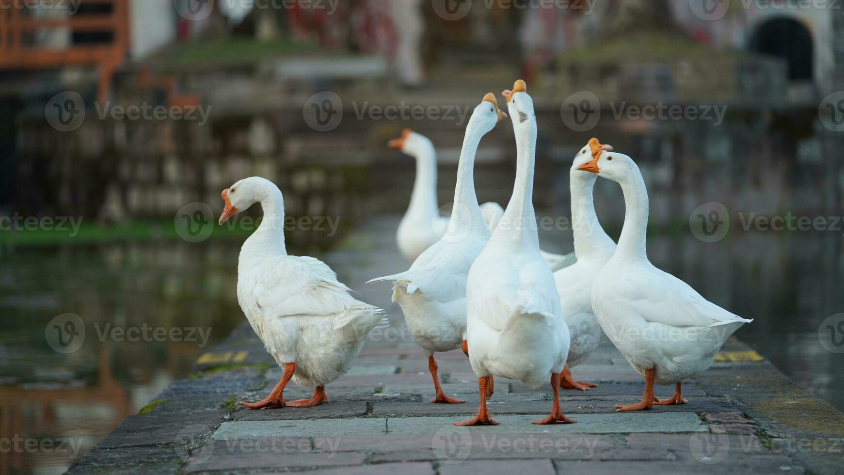 The cute geese playing in the water in the village photo