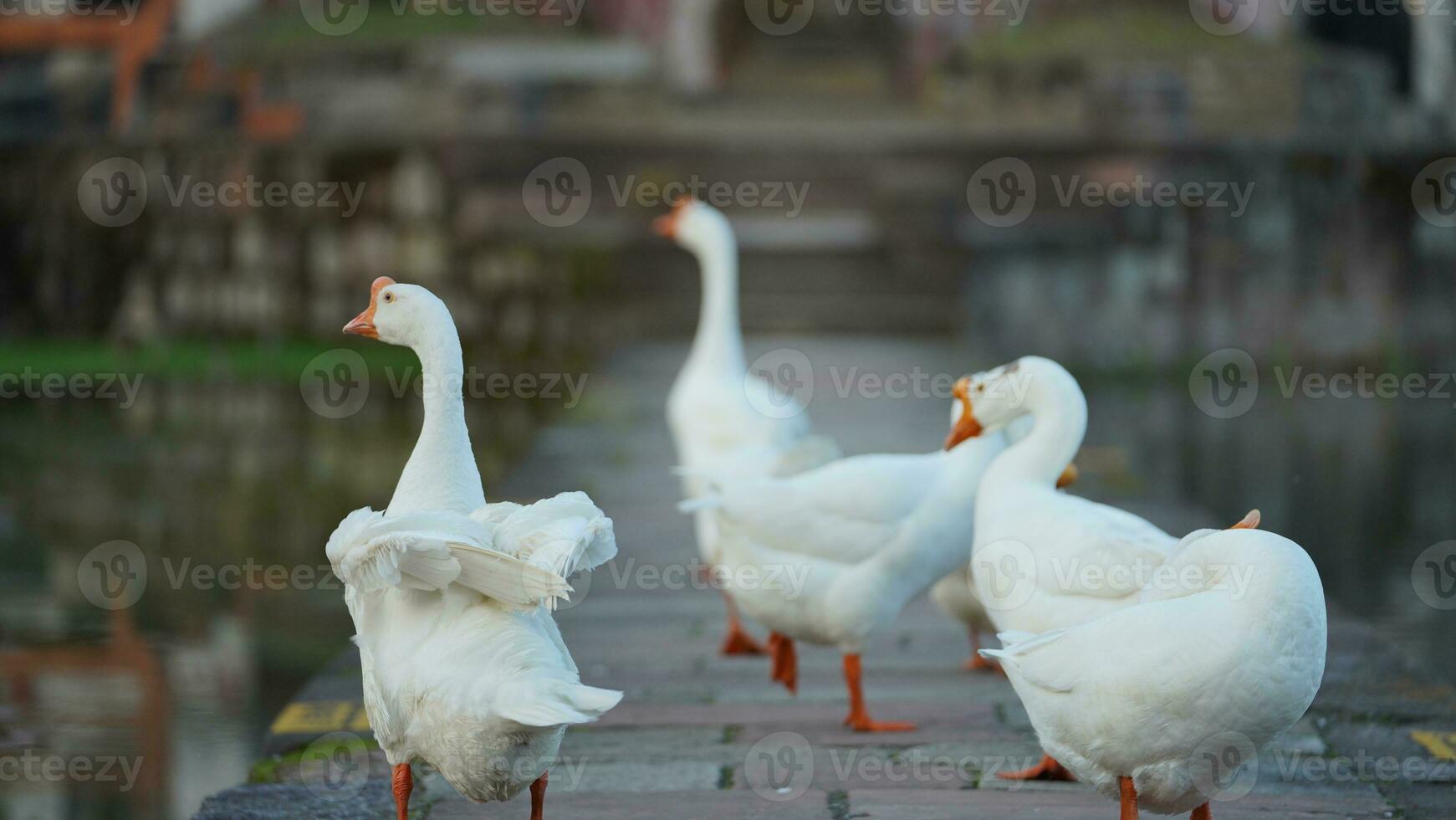 The cute geese playing in the water in the village photo