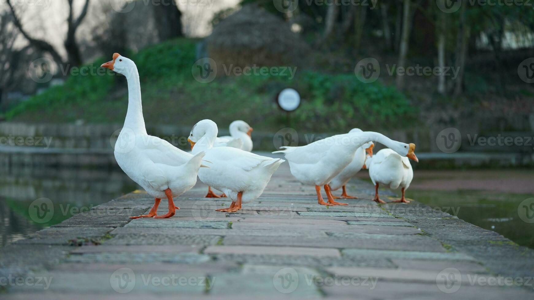 The cute geese playing in the water in the village photo