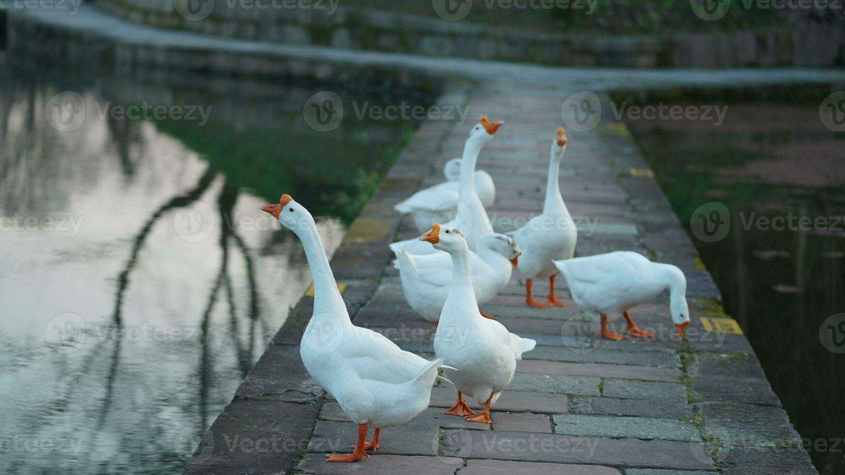 The cute geese playing in the water in the village photo