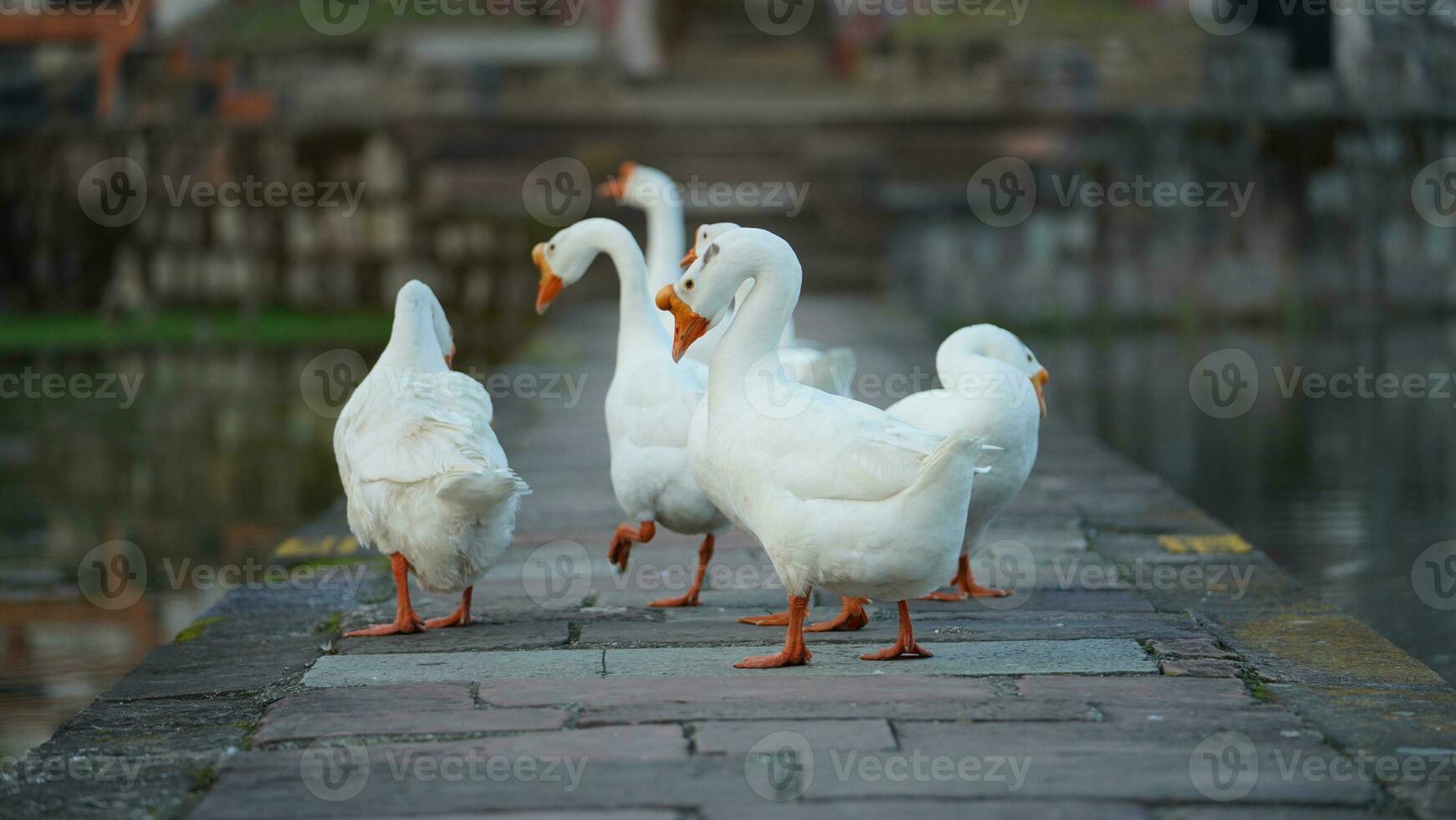 The cute geese playing in the water in the village photo