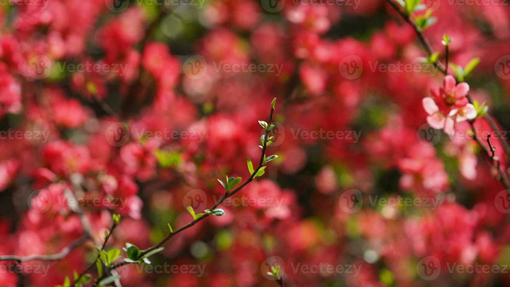 The beautiful flowers blooming in the garden in spring with the warm sunlight photo