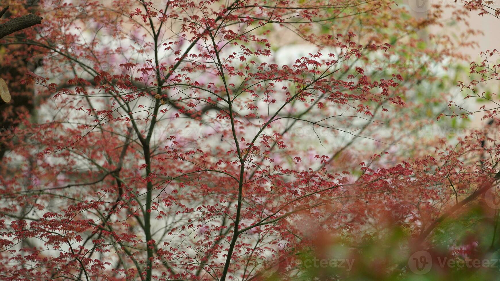 The fresh new leaves full of the maple trees in spring photo