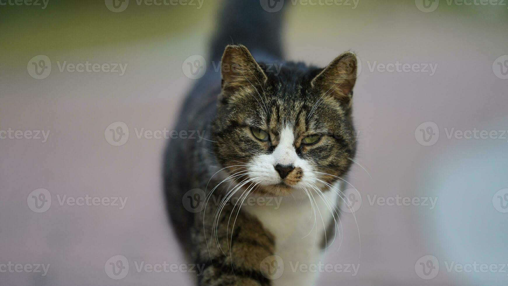 One adorable wild cat sitting in the garden for resting photo