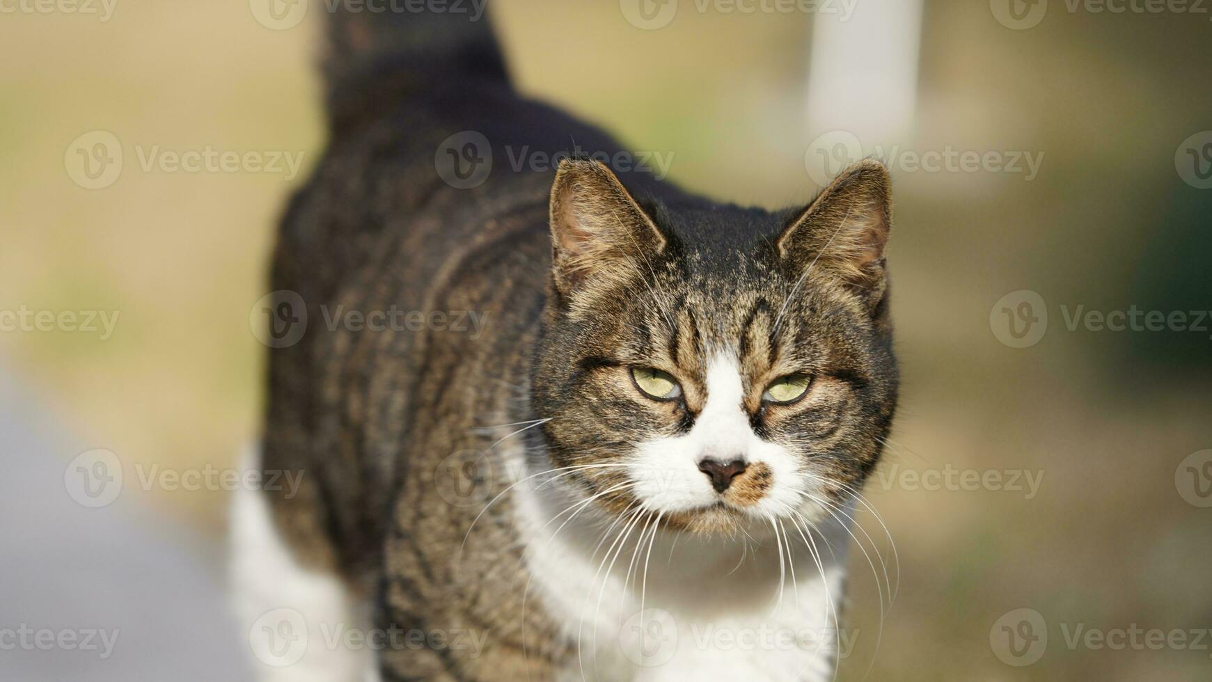 One cute cat having a rest in the yard photo