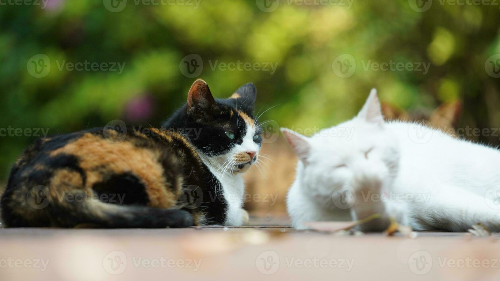 One cute cat having a rest in the yard photo
