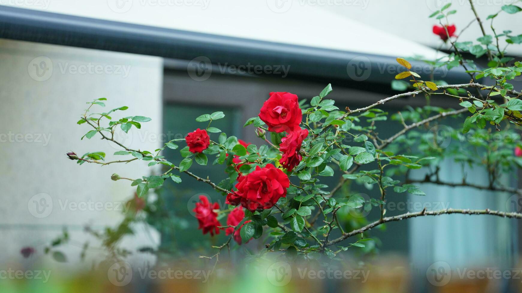 The beautiful flowers blooming in the garden in spring with the warm sunlight photo