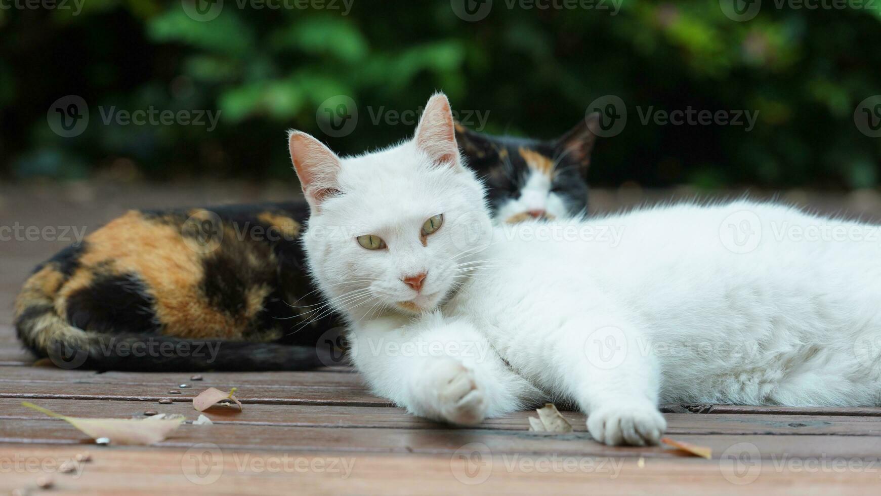 One cute cat having a rest in the yard photo