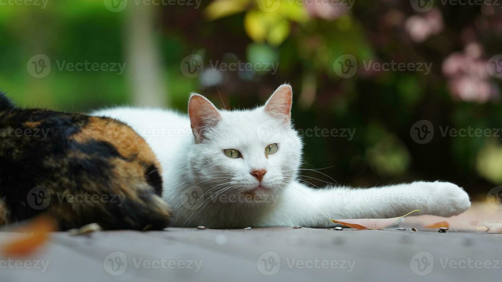 One cute cat having a rest in the yard photo