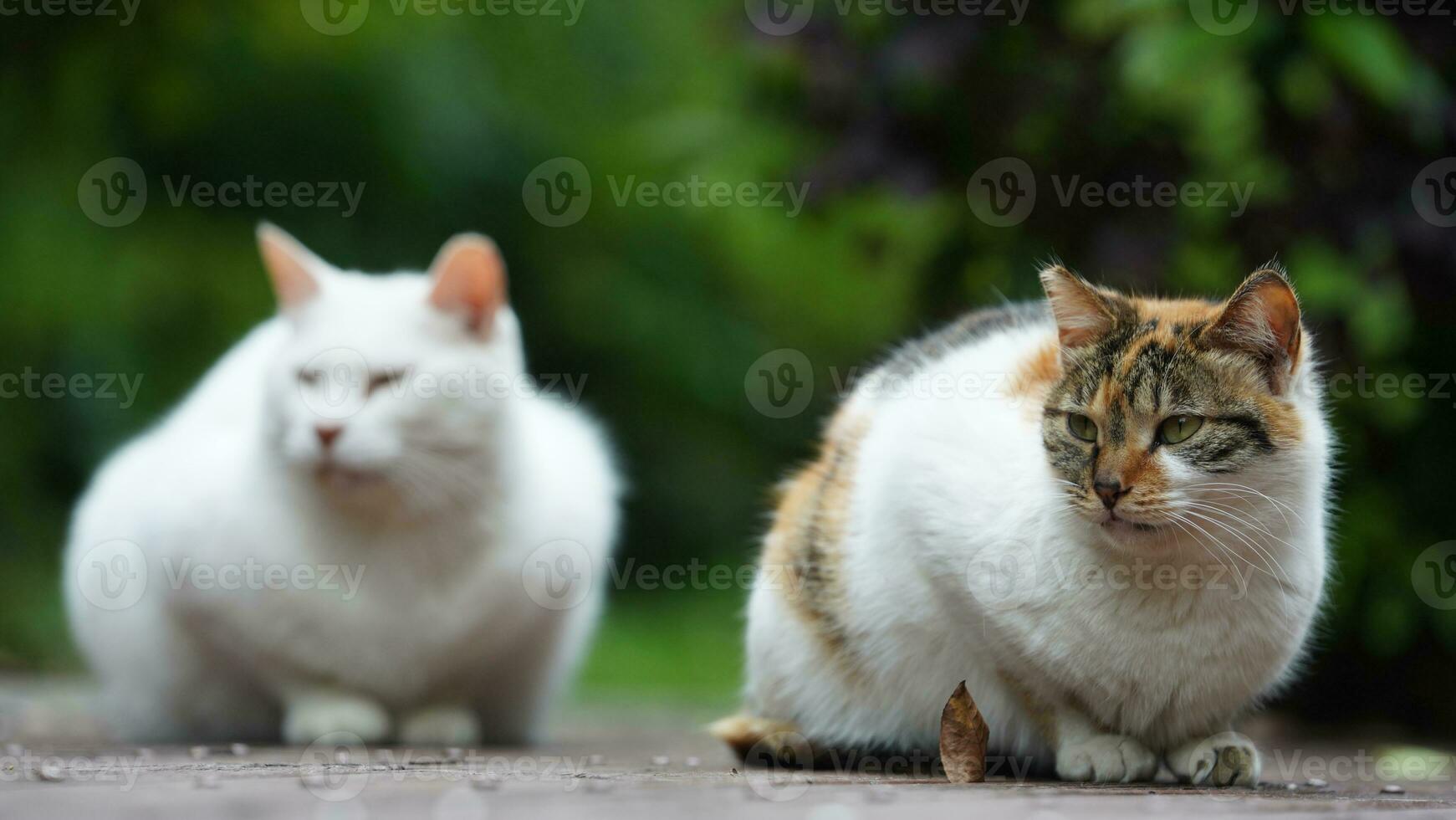 One adorable wild cat sitting in the garden for resting photo