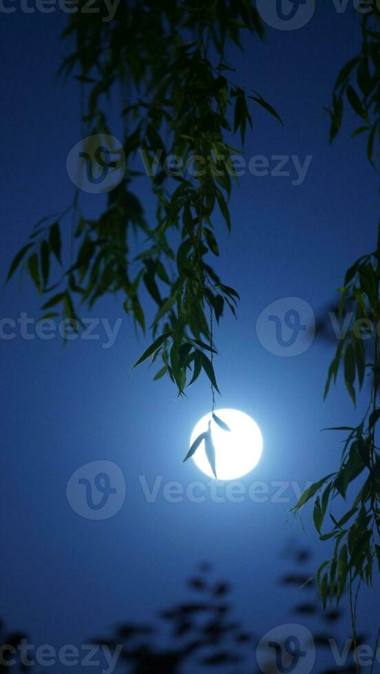 The moon night view with the round and white moon in the sky photo