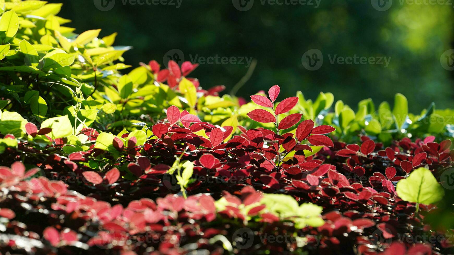 The fresh new leaves full of the trees in spring photo