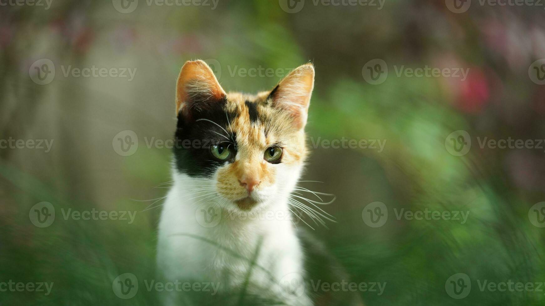 One adorable wild cat sitting in the garden for resting photo