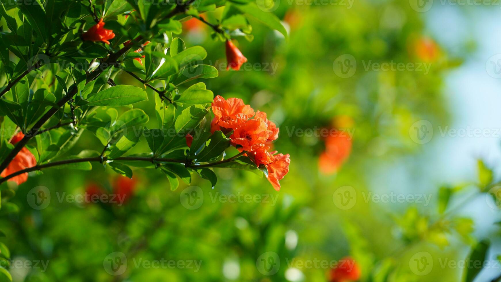 The beautiful flowers blooming in the garden in spring with the warm sunlight photo