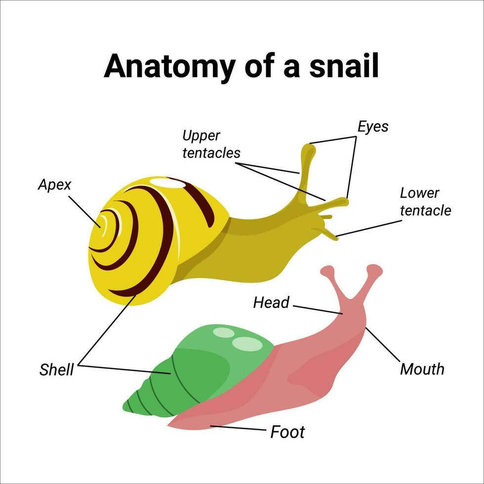 Anatomy of a snail. Handdrawn illustration of two achatina or garden snails. Vector design of instruction manual.