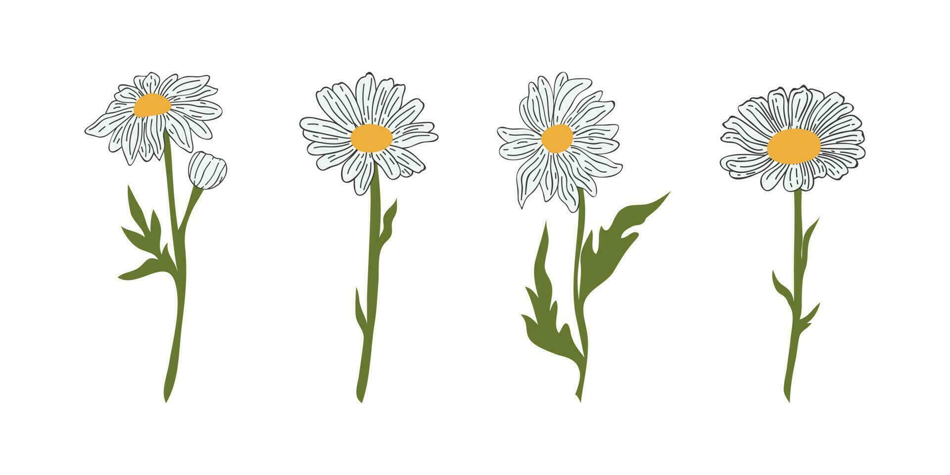 Hand Drawn Daisy Flower Cartoon Illustration. A simple flower on white background. Vector illustration.