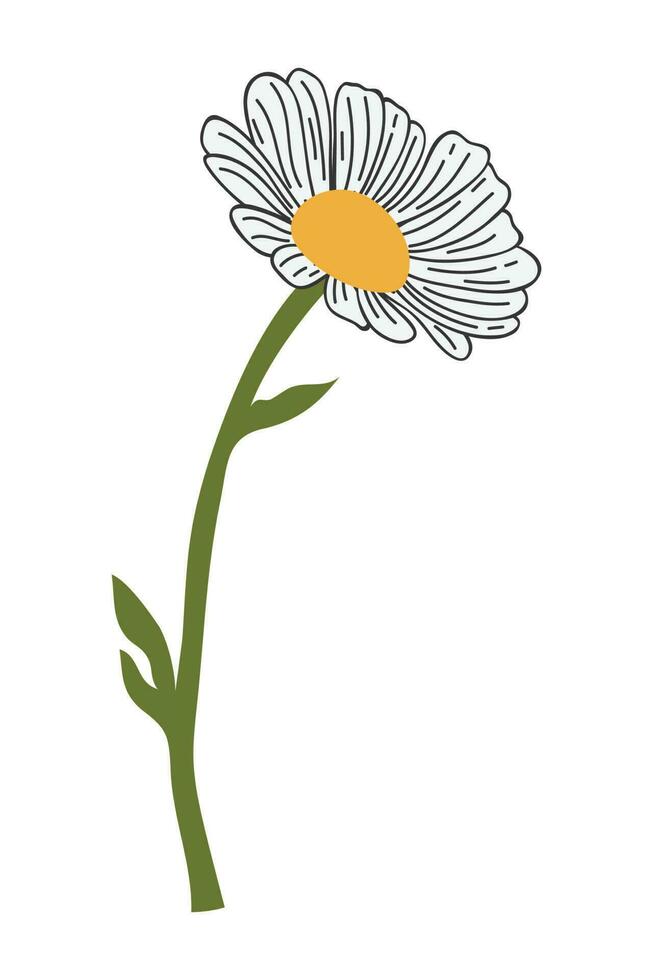 Hand Drawn Daisy Flower Cartoon Illustration. A simple flower on white background. Vector illustration.