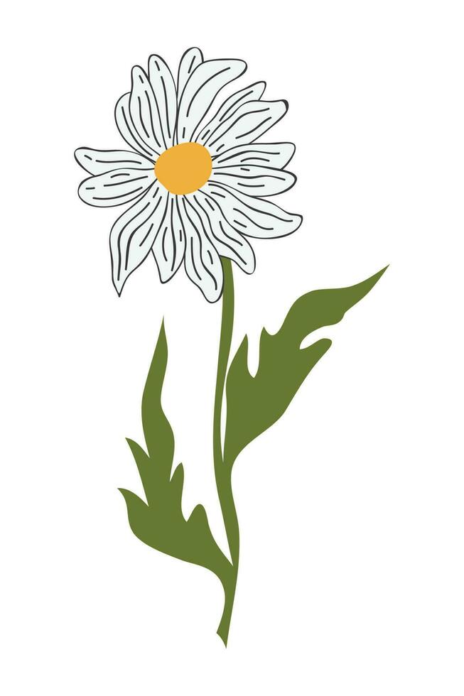 Hand Drawn Daisy Flower Cartoon Illustration. A simple flower on white background. Vector illustration.
