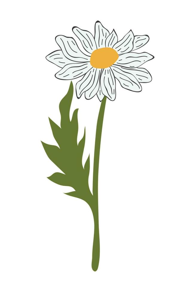 mano dibujado margarita flor dibujos animados ilustración. un sencillo flor en blanco antecedentes. vector ilustración.