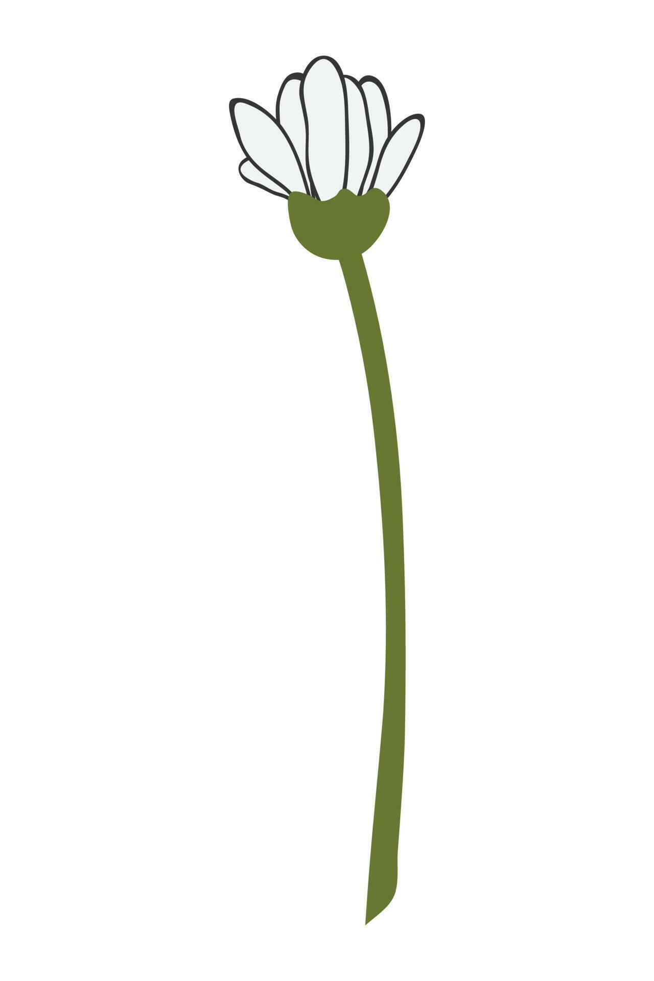 Hand Drawn Daisy Flower Cartoon Illustration. A simple flower on white