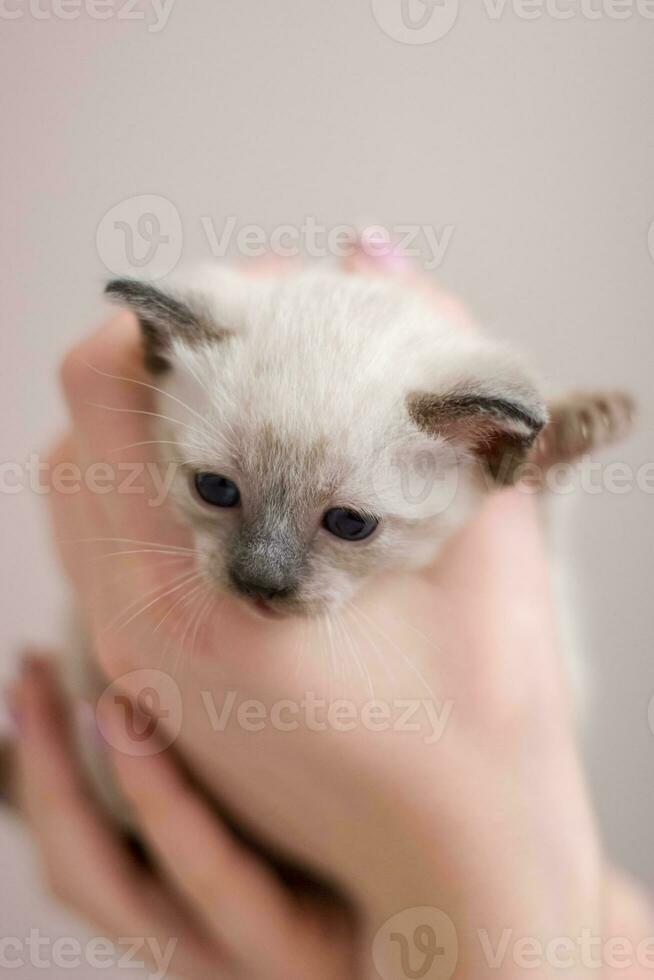 Fluffy face of a young Siamese Thai kitten with blue eyes in her arms. Close-up. Selective focus. Place for text. Blurred background. photo