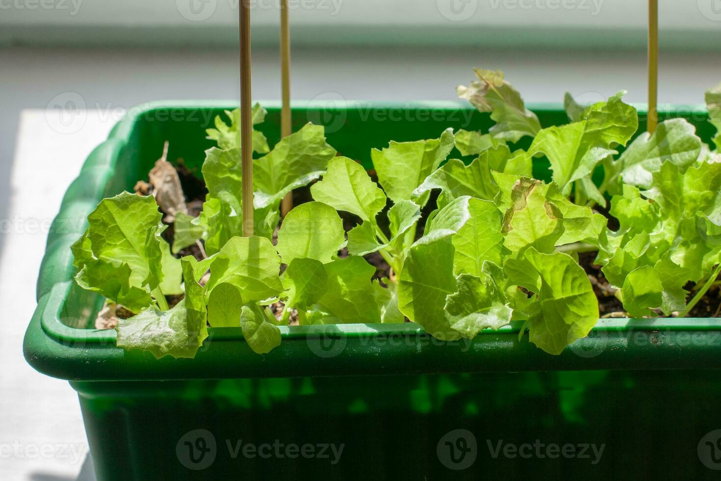 Box for seedlings with green lettuce on the windowsill. Sunlight from the window. Vertical sticks in the ground. Shallow depth of field. Horizontal. photo