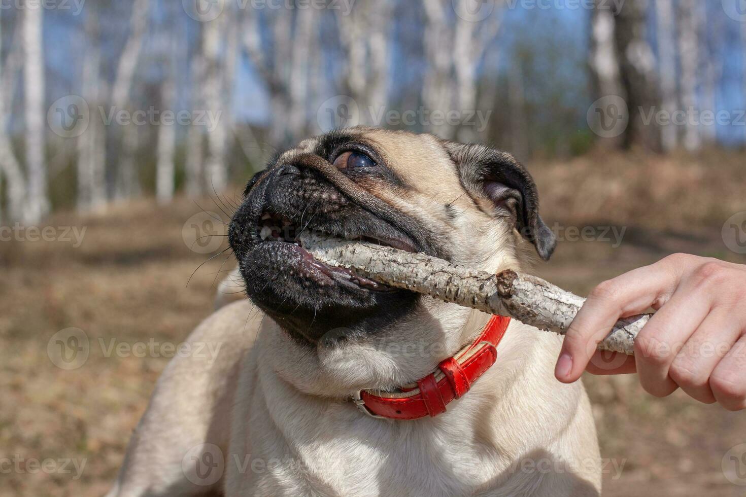 Pug drags a stick from a human hand on a background of blurred forest. Red leather collar. Copy space. Horizontal. photo