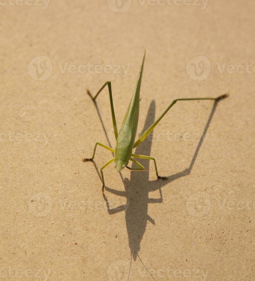 el verde saltamontes es un devastador parásito. comiendo vegetales y granja Produce en un marrón antecedentes - tablones y comiendo pequeño insectos foto