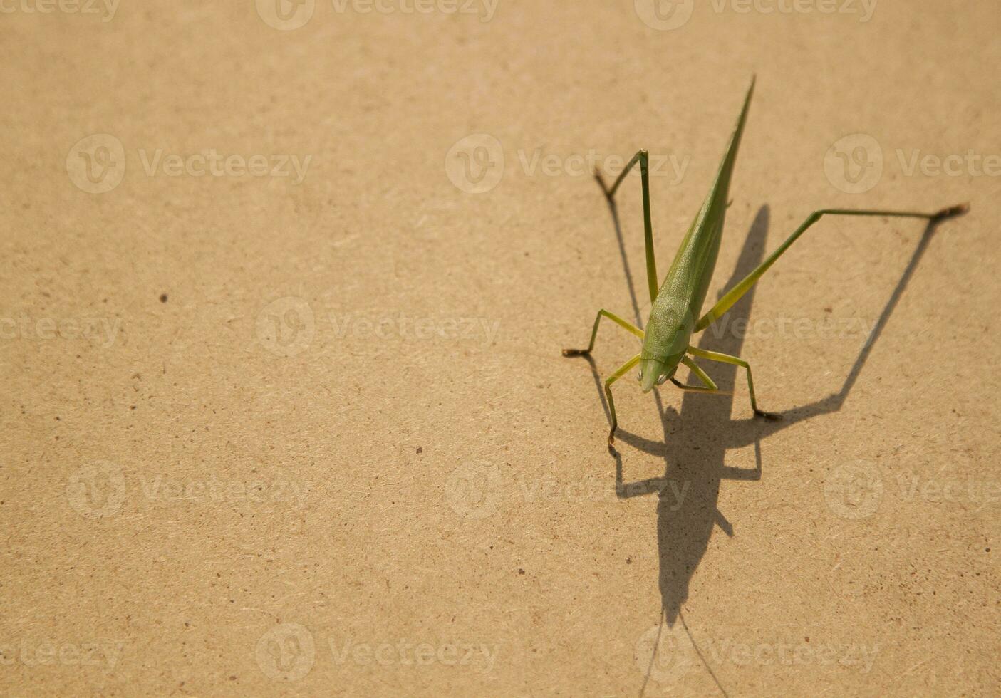 el verde saltamontes es un devastador parásito. comiendo vegetales y granja Produce en un marrón antecedentes - tablones y comiendo pequeño insectos foto