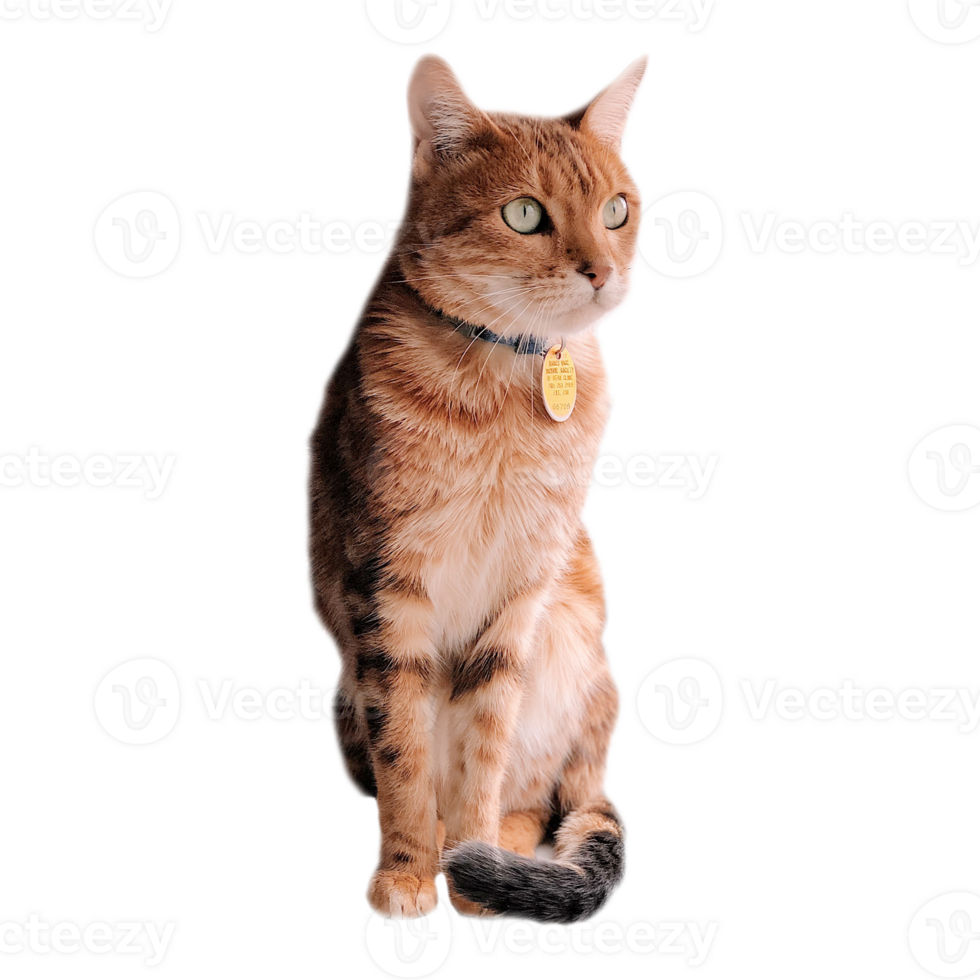 Red cat is sitting. png