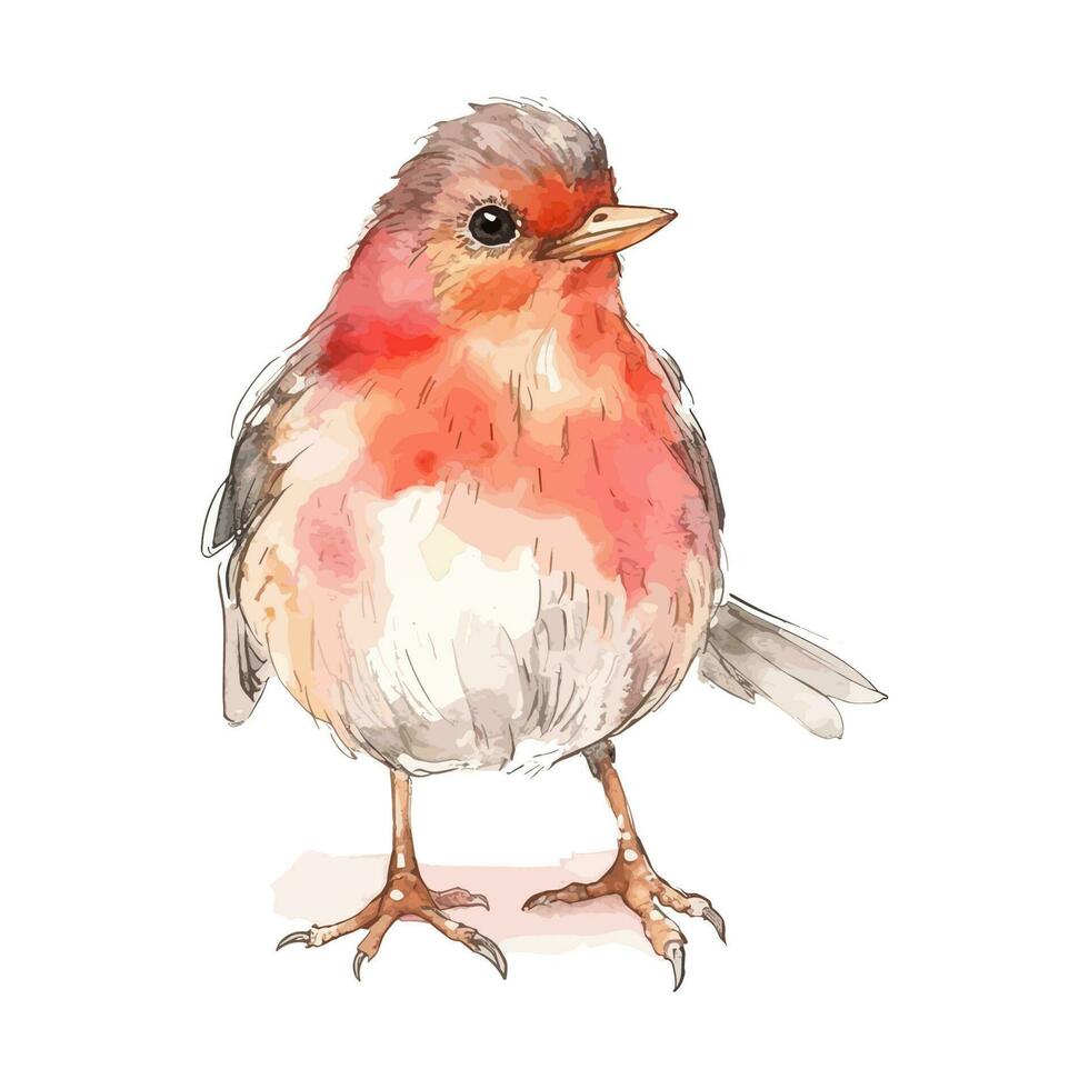 linda acuarela rojo Robin pájaro en pie esmeradamente vector