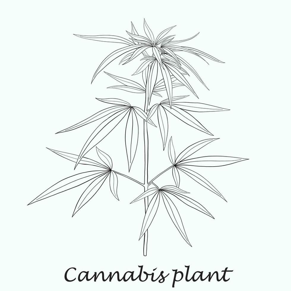 Simplicity cannabis plant freehand drawing flat design. vector