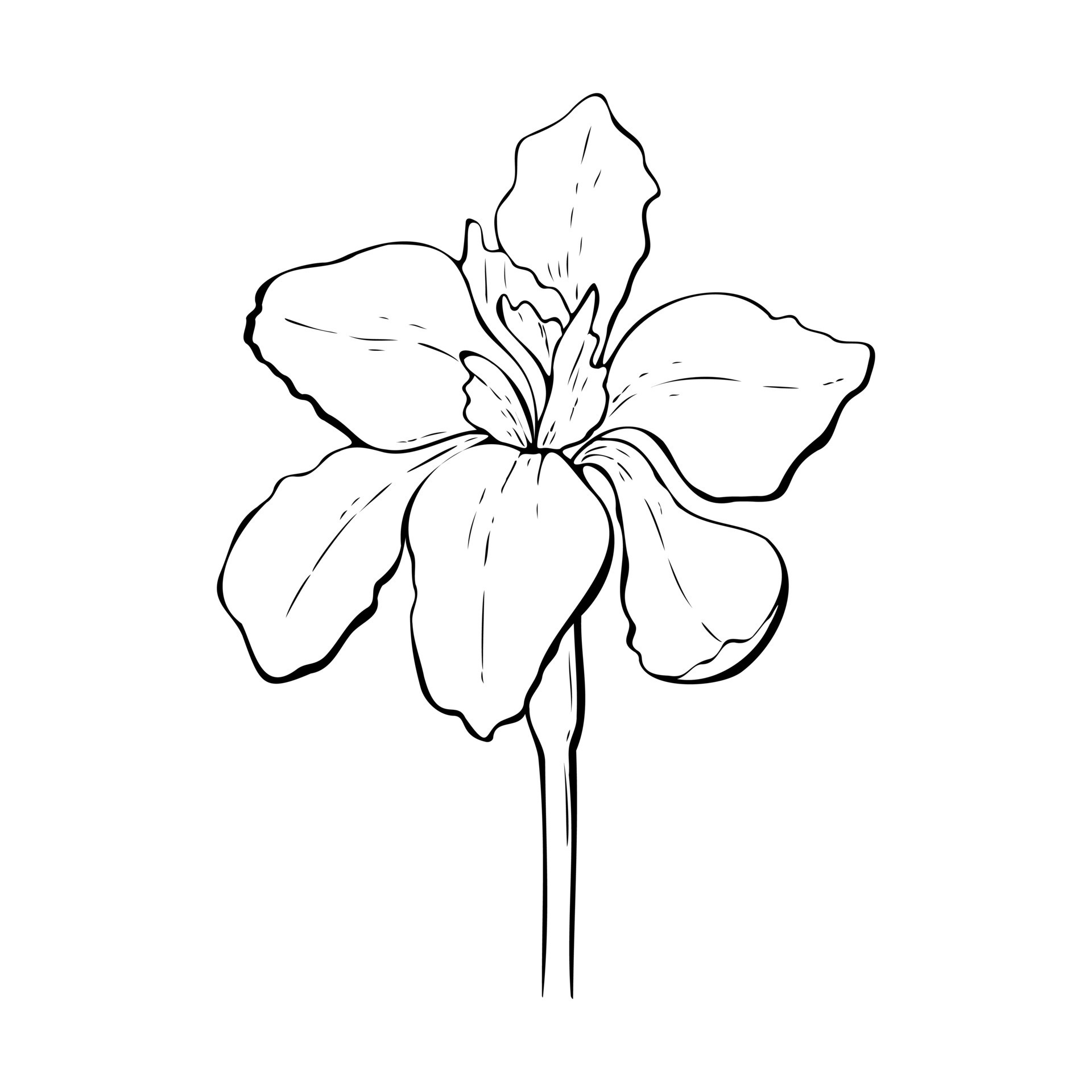 Iris flower contour hand drawn, outline. Isolated. 23428796 Vector Art