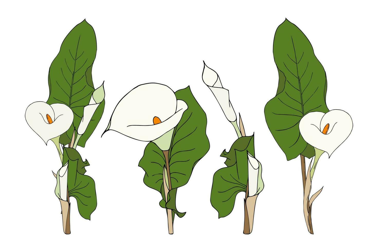 Collection Calla white flowers, colors sketches of calla flowers and leaves. vector