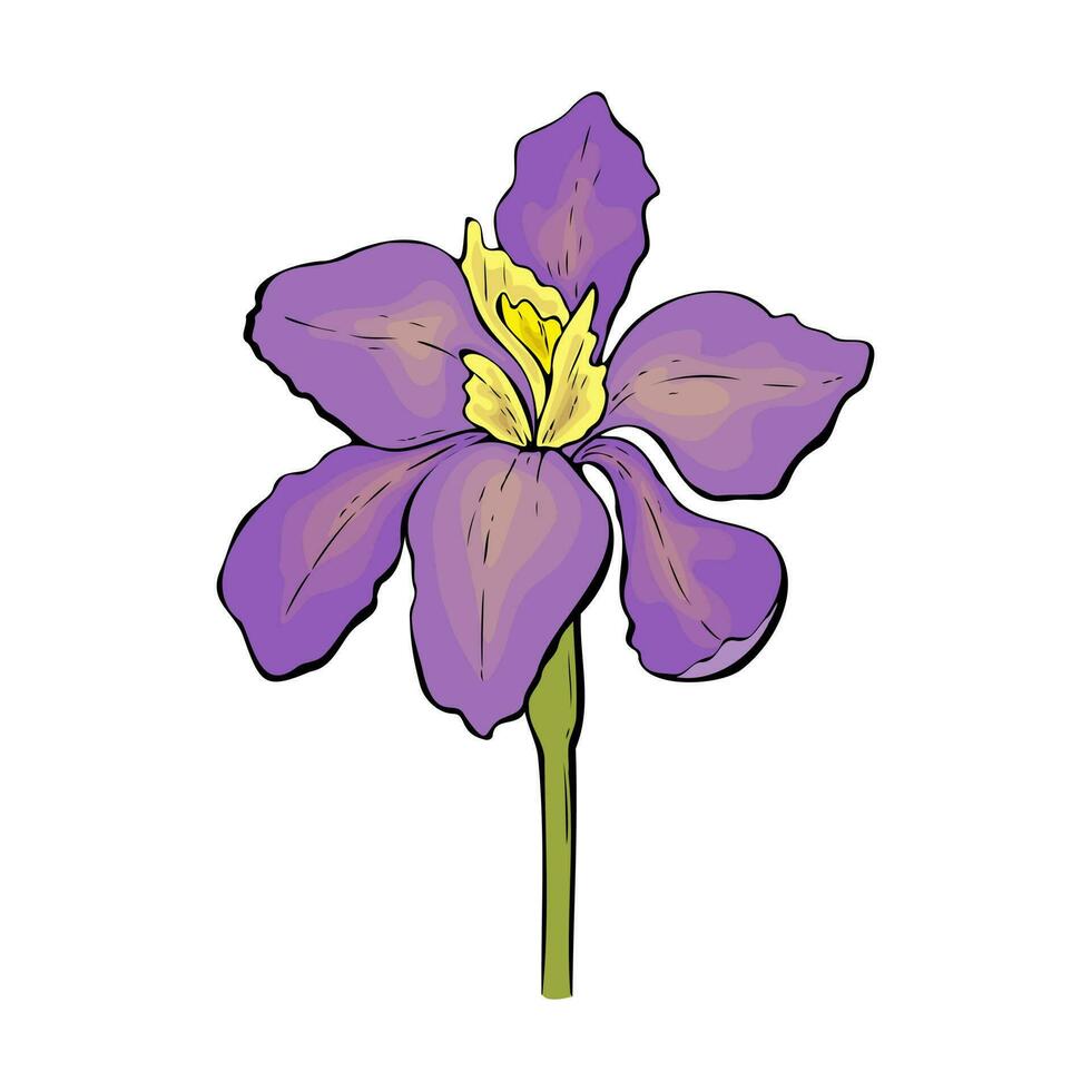 Iris purple violet and yellow flowers isolated on white background, contour hand drawn. vector