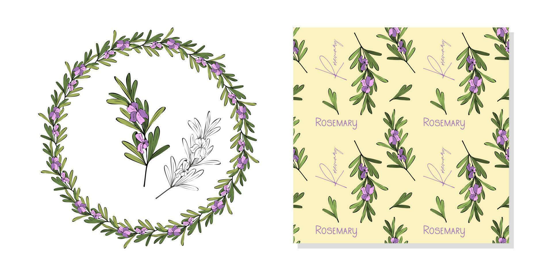 Set Rosemary doodle twig with flowers, wreath, pattern and isolated rosemary contour hand drawing. vector