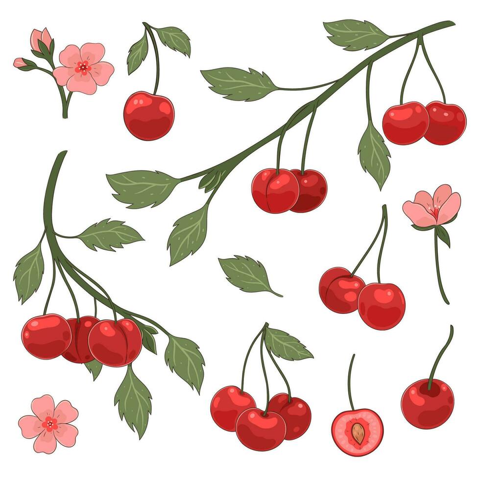 Set of branches and berries of cherry isolated on a white background. Vector graphics.