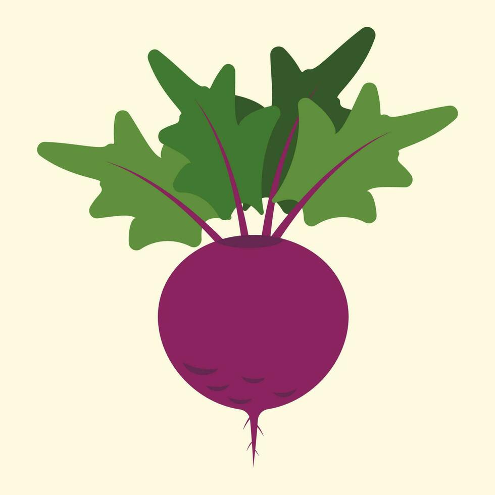 Fresh healthy beetroot. Cartoon style. vector