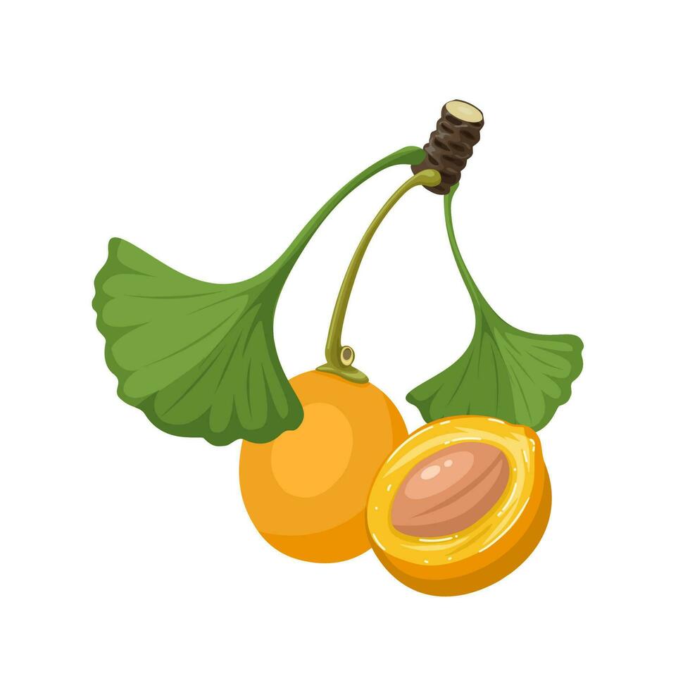 Vector illustration, ginkgo biloba fruit with leaves, isolated on white background.