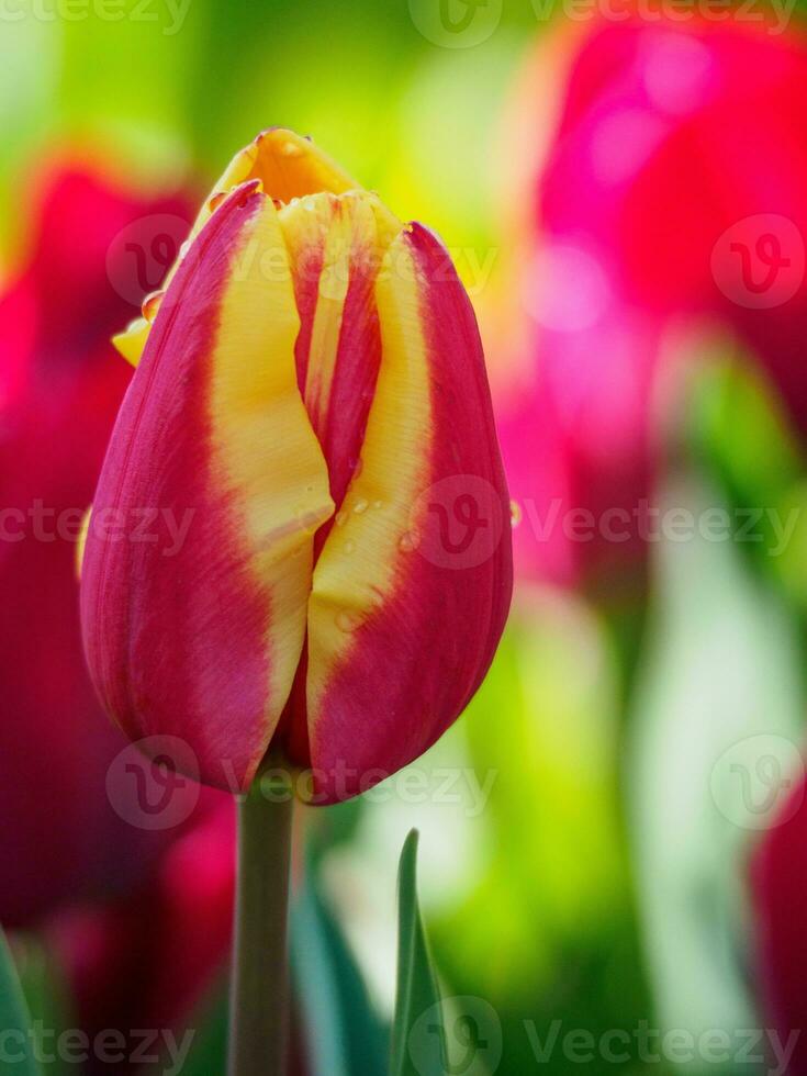 spring time in the netherlands photo